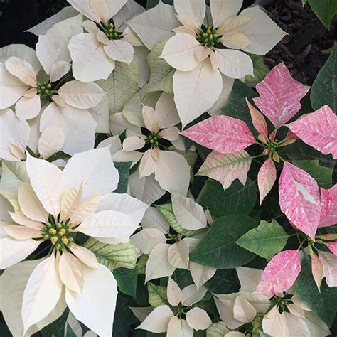 Poinsettia, vianočná hviezda