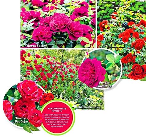 Moderné odrody ruží