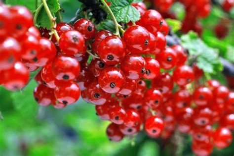 Tabuľka odrôd červených ríbezlí s vlastnosťami