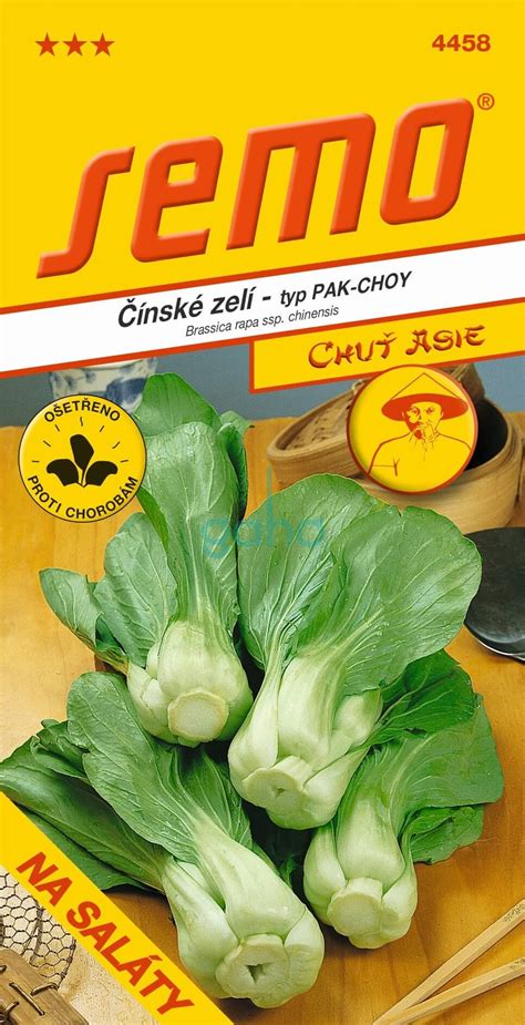 Kapusta čínska alebo pak choi na záhone