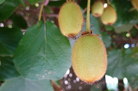Schéma opornej konštrukcie pre pestovanie kiwi