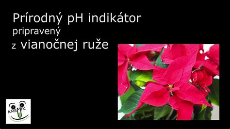 Infografika: Známky zdravej a nezdravej vianočnej ruže