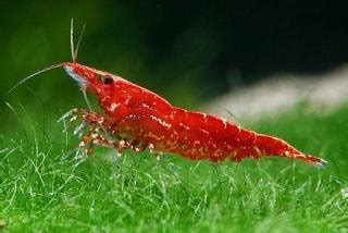 Krevetka Neocaridina Red Cherry