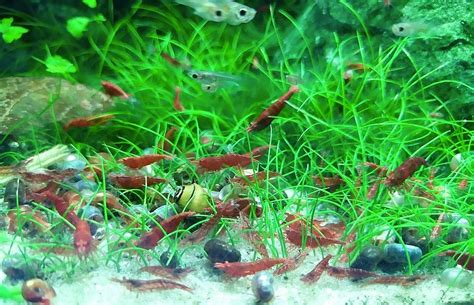 Farebné varianty krevetiek Neocaridina