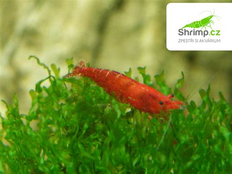 Potrava pre krevety Red Cherry