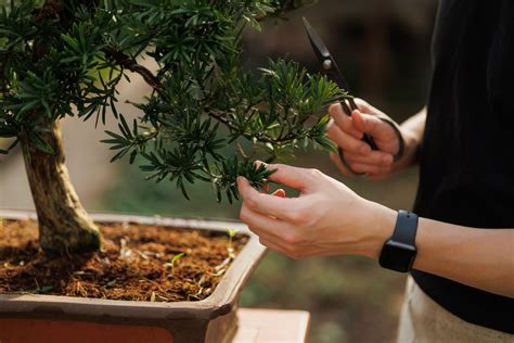 Ilustrácia rôznych druhov stromov vhodných na bonsaje