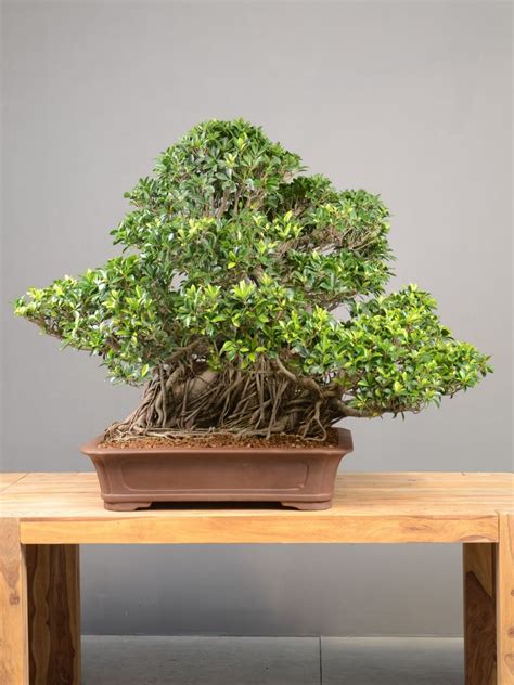 Fotografia bonsaja z druhu Ficus retusa