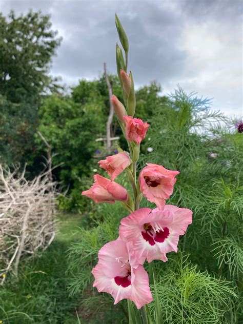 Záhon kvitnúcich gladiol