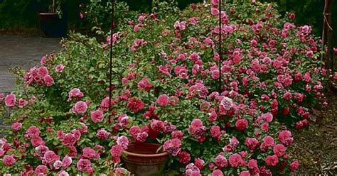 Pôdopokryvné ruže v záhrade