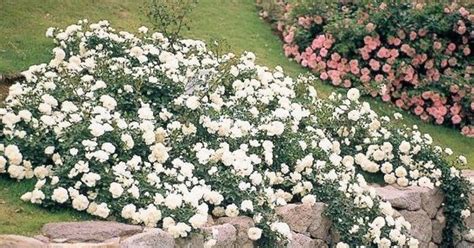 Proces výsadby pôdopokryvných ruží