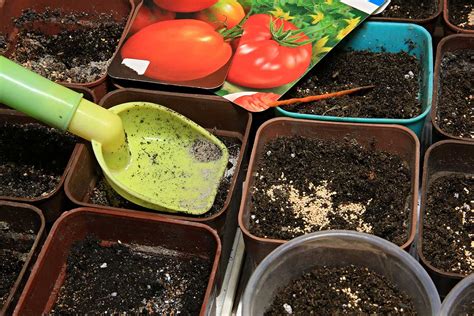 Výsev semien paradajok do substrátu s perlitom