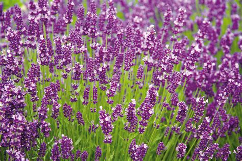 Kvitnúca levanduľa v záhrade