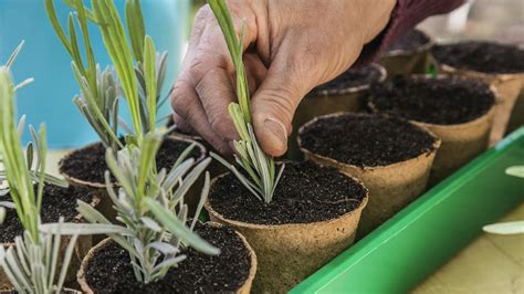 Proces zakoreňovania odrezkov levandule v substráte