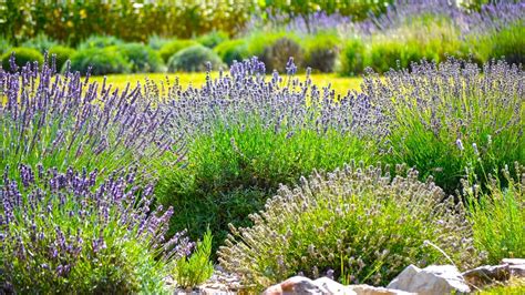 Nízky plôtik z levandule