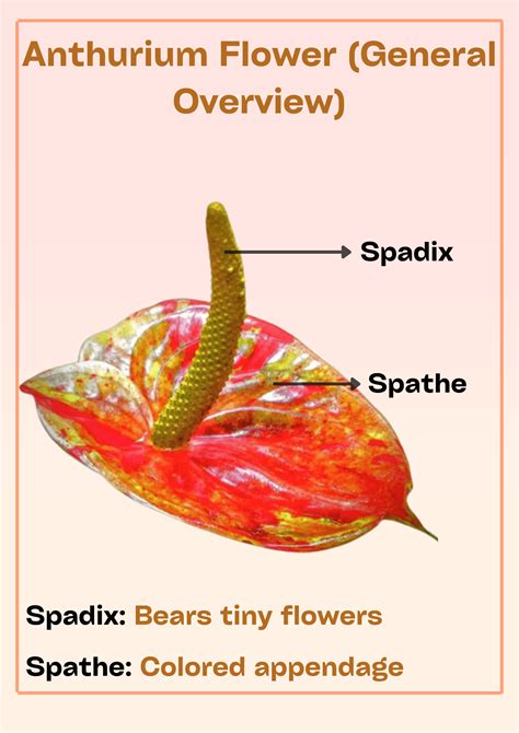 Detailná schéma anatómie kvetu Anthurium so zameraním na spadix a spathe