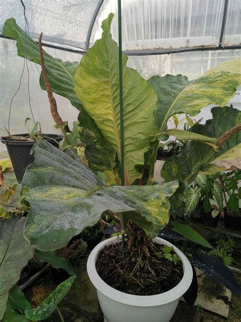 Diagnostická tabuľka fáz vývoja šúľka Anthurium