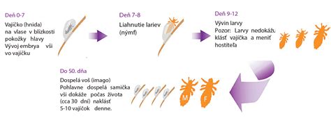Detailná štruktúra vši detskej s nohami a tykadlami