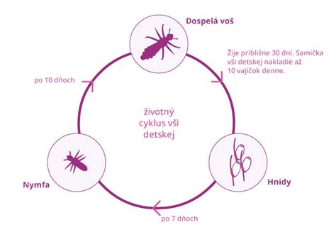 Schéma životného cyklu vši detskej