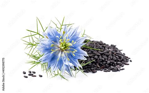 Mapa rozšírenia Nigella sativa