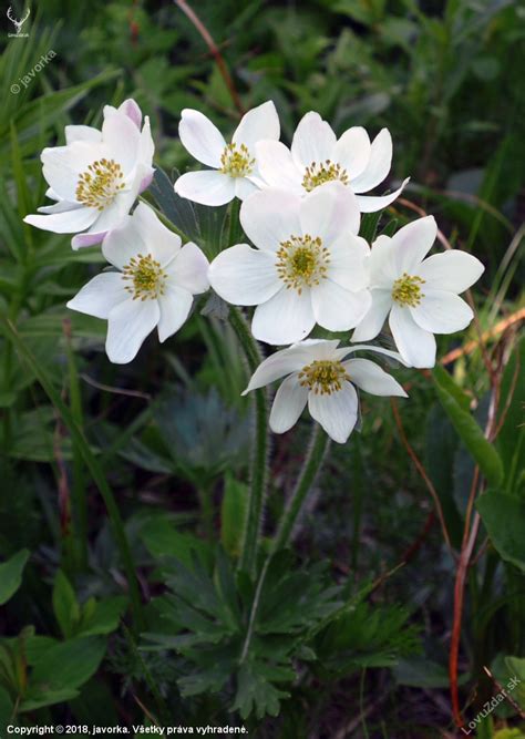 Veternica narcisokvetá