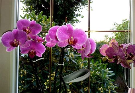 Orchidea na okennom parapete s tieňom