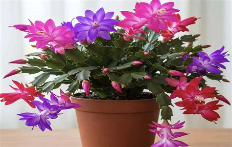 Ilustračná fotografia vianočného kaktusu v kvetináči