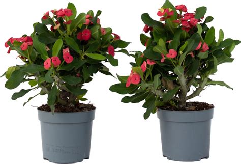 Prýštec ohnivý (Euphorbia milii) s farebnými listenami