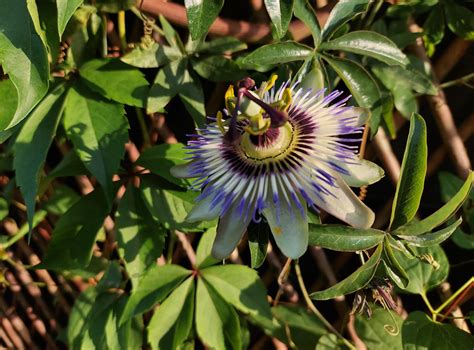 Kvet mučenky (Passiflora) symbolizujúci Kristovu korunu