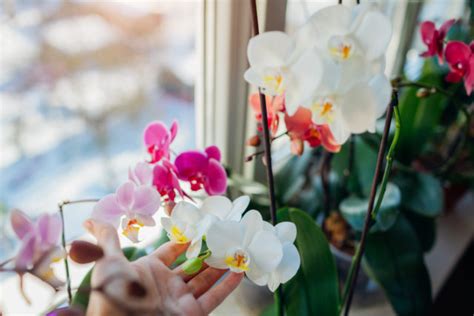 umiestnenie orchidey na okne
