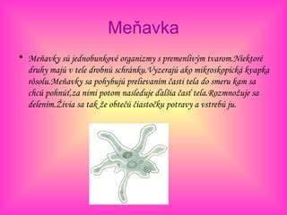 Jednobunkový organizmus - Meňavka