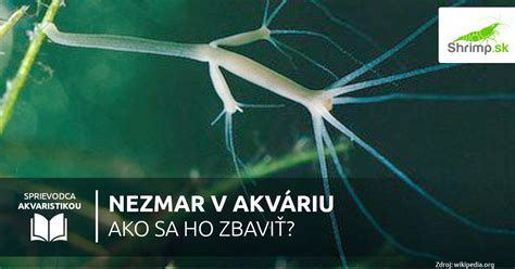 Nezmar rozmnožujúci sa pučaním