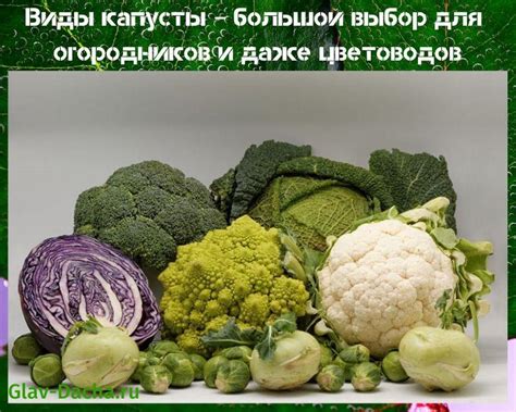 Rôzne druhy kapusty s popiskami
