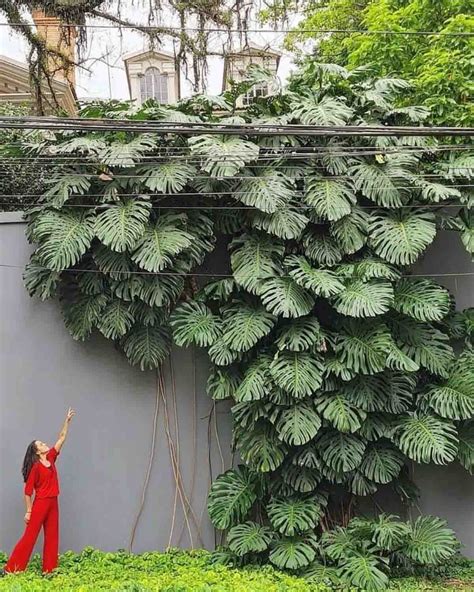 Monstera v prirodzenom prostredí dažďového pralesa