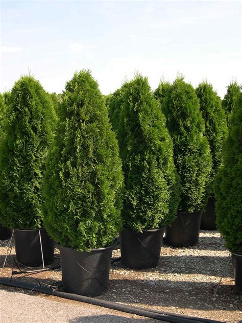 Graf ročného prírastku Thuja occidentalis 'Smaragd' v závislosti od podmienok