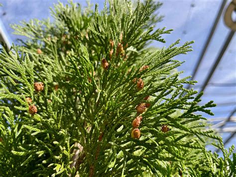 Příznaky napadení Thuja occidentalis 'Smaragd' fytoftorovou hnilobou