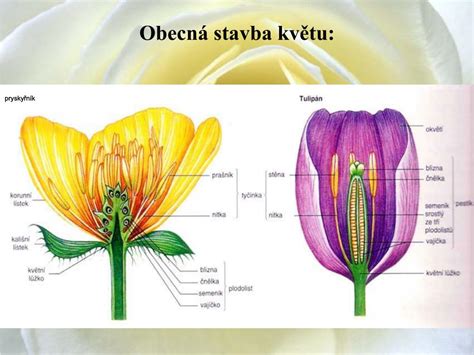 Schéma stavby kvetu a proces oplodnenia