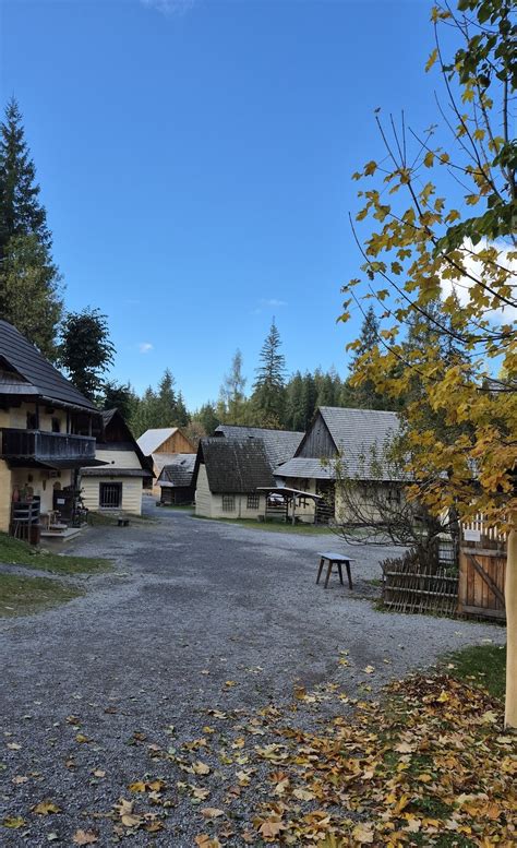 Ginkgo biloba v plnej kráse na jeseň