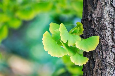 Vejárovité listy Ginkgo biloba