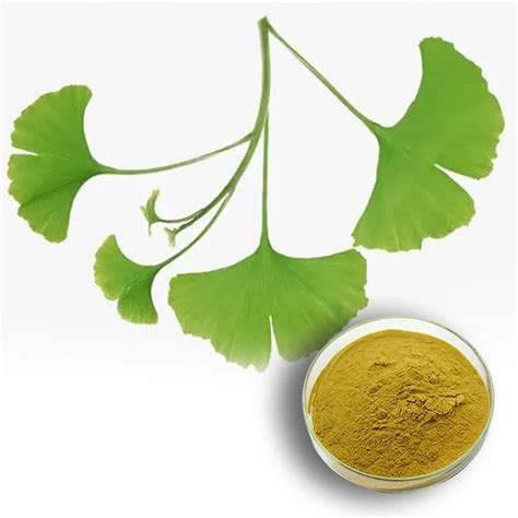 Schéma výsadby Ginkgo biloba