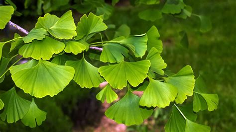Techniky rezu Ginkgo biloba