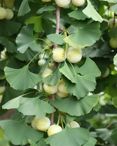 Ginkgo biloba ako bonsaj