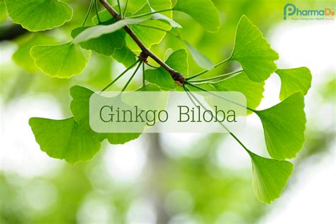 Semienka Ginkgo biloba a ich výsev
