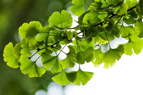 Liečivé účinky Ginkgo biloba
