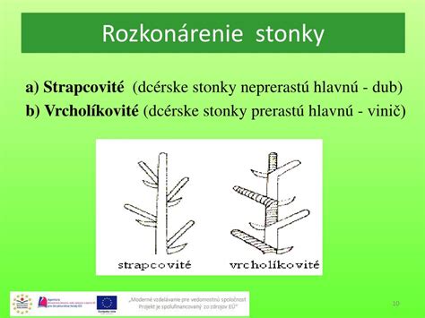Náčrt správneho strihania stonky slamienky pre rozkonárenie
