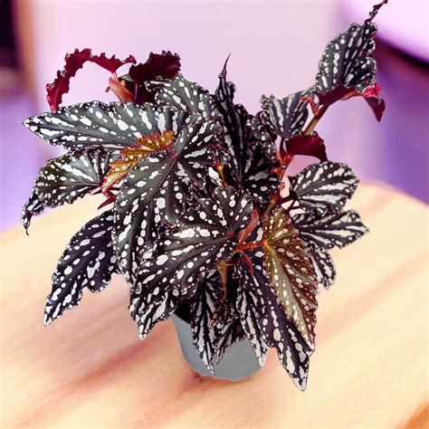 Vlhkostné podmienky pre Begonia maculata