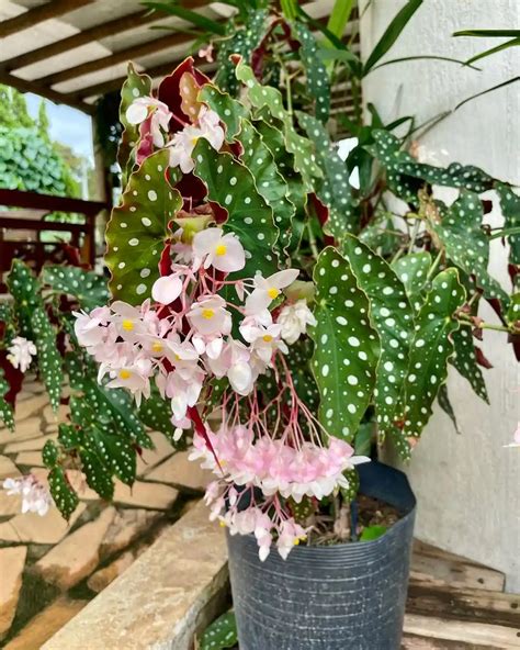 Stonkové odrezky Begonia maculata vo vode