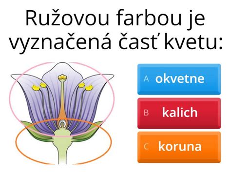 Detail kvetu a listov ponikleca slovenského