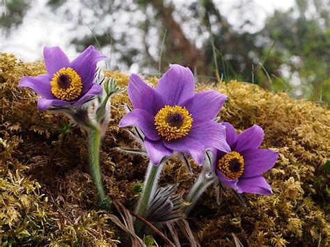 Poniklec slovenský v záhradnom prostredí