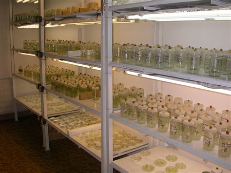 Kultivácia rastlín in vitro