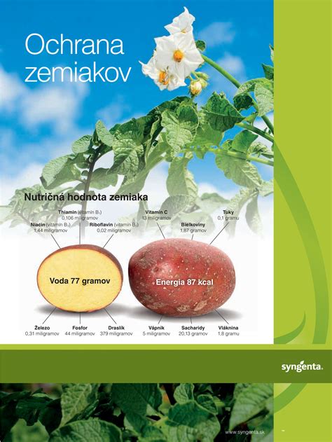 Prírodná ochrana zemiakov pomocou byliniek